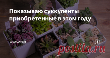 Показываю суккуленты приобретенные в этом году Декабрь, время начинать подводить итоги года. Год непростой, но не для суккулентов. Не смотря на перебои с поставкой растений из-за границы, закрытие многих магазинов и ограничение финансовых возможностей моя коллекция в этом году значительно пополнилась.
В начале года я давала себе обещание, что коллекцию буду пополнять методично и по списку...