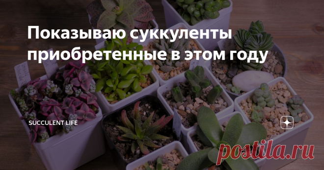 Показываю суккуленты приобретенные в этом году Декабрь, время начинать подводить итоги года. Год непростой, но не для суккулентов. Не смотря на перебои с поставкой растений из-за границы, закрытие многих магазинов и ограничение финансовых возможностей моя коллекция в этом году значительно пополнилась.
В начале года я давала себе обещание, что коллекцию буду пополнять методично и по списку...