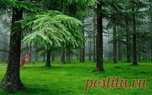 Ученые доказали:воздух в хвойном лесу практически стерилен(не более 200-300 вредоносных бактерий на кубометр).Прогулка по нему снимает стресс и нервное напряжение,тонизирует организм,активизируя газообмен в легких и,как следствие,улучшает дыхание...
60

Да, я это знал(а)! Обожаю запах хвои!!!
4

Постараюсь прислушаться к ценному совету ученых!
3

Такие прогулки%