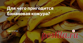 Для чего пригодится банановая кожура? Все мы знаем про колоссальную пользу фруктов для организма, в том числе и про пользу бананов. Но сегодня хотелось бы поговорить о том, что мы обычно выбрасываем в мусорное ведро, хотя могли бы использовать с умом и получить от этого пользу.
Я расскажу вам 15 интересных и необычных способов использовать кожуру от банана; начну с самых банальных и закончу самыми оригинальными, так что всё самое сочн