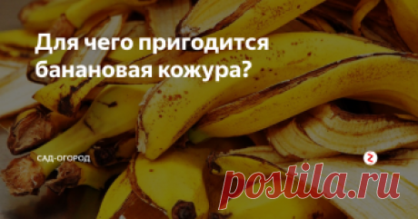 Для чего пригодится банановая кожура? Все мы знаем про колоссальную пользу фруктов для организма, в том числе и про пользу бананов. Но сегодня хотелось бы поговорить о том, что мы обычно выбрасываем в мусорное ведро, хотя могли бы использовать с умом и получить от этого пользу.
Я расскажу вам 15 интересных и необычных способов использовать кожуру от банана; начну с самых банальных и закончу самыми оригинальными, так что всё самое сочн
