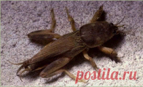 Борьба с медведкой и слизнями
Избавиться от медведки предлагаем довольно простым способом. Медведки предпочитают рыхлую землю (хотя и в твердой живут) и тепло. Им нравятся грядки, покрытые пленкой, и в первую очередь они ползут туда: