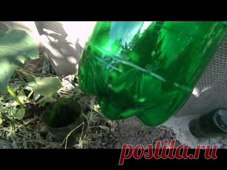 (438) Выращиваем огурцы: капельный полив под корень - YouTube