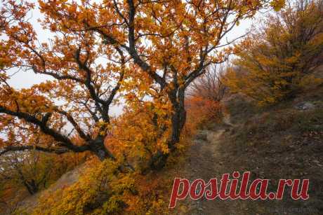 35PHOTO - Gordienko Anatoly - ***