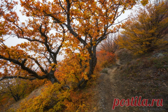 35PHOTO - Gordienko Anatoly - ***