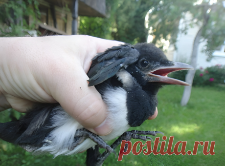 Пернатый друг (рассказ) | Тайган | Дзен