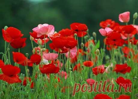 Flowers that Grow from Seed. Gardening With Children. Easy to plant and grow flower seeds. by 2uesday  |  What Are Seed Bombs And How To Make Them  |  hubpages.com