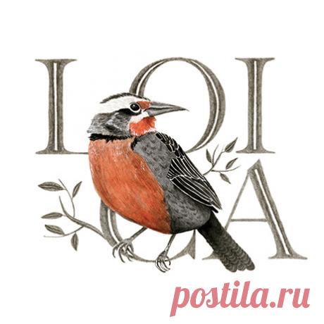 Francisca Mendez - Aves de Chile