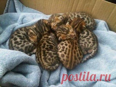 Пятнышко к пятнышку!