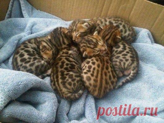 Пятнышко к пятнышку!