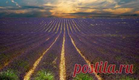 Прованс (Provence)