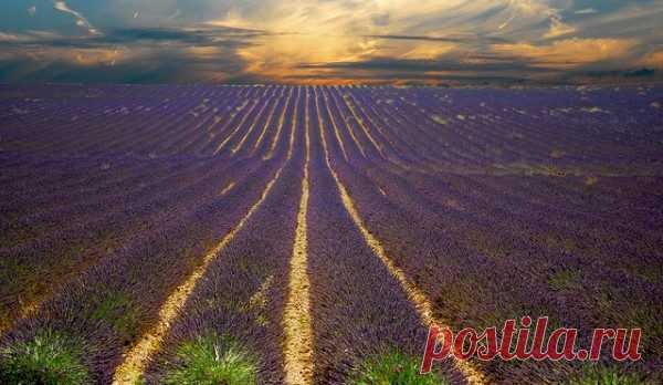 Прованс (Provence)