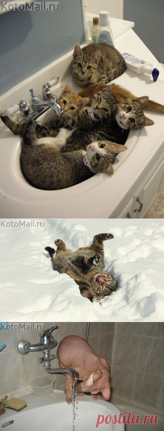 Утренние процедуры | KotoMail.ru