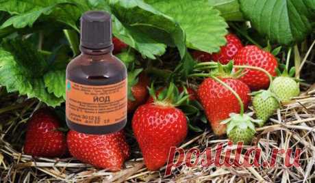Йод — настоящая находка для клубники в весенний период. Как применять и какого результата ожидать - Установка и ремонт сантехники своими руками - медиаплатформа МирТесен Фото: Клубнику нельзя назвать требовательной культурой, однако для хорошего плодоношения ей необходимо уделять некоторое внимание. В этой статье я хочу рассказать о подкормке, которая будет полезна для растений любого возраста. Зачем клубнике нужен йод Из всего множества химических элементов,