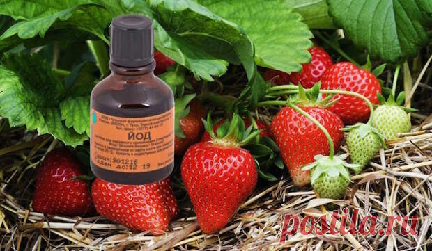 Йод — настоящая находка для клубники в весенний период. Как применять и какого результата ожидать - Установка и ремонт сантехники своими руками - медиаплатформа МирТесен Фото: Клубнику нельзя назвать требовательной культурой, однако для хорошего плодоношения ей необходимо уделять некоторое внимание. В этой статье я хочу рассказать о подкормке, которая будет полезна для растений любого возраста. Зачем клубнике нужен йод Из всего множества химических элементов,
