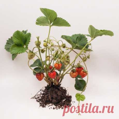 Уход за клубникой после сбора урожая: шесть условий отличного плодоношения