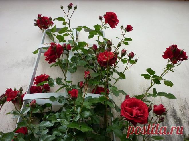 Великолепие красоты и аромата:)