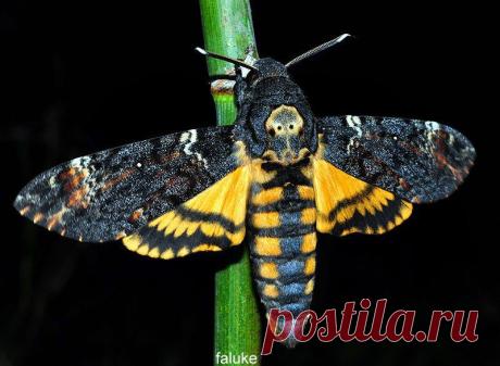 Бражник мёртвая голова (Acherontia atropos)