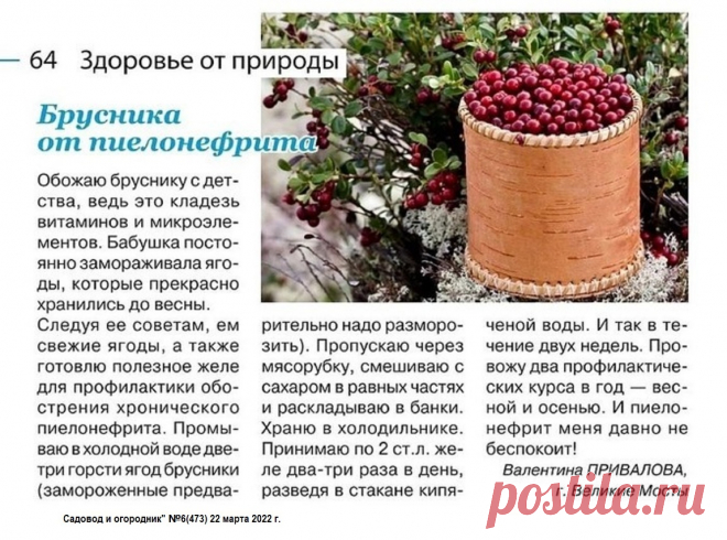 Брусника от пиелонефрита