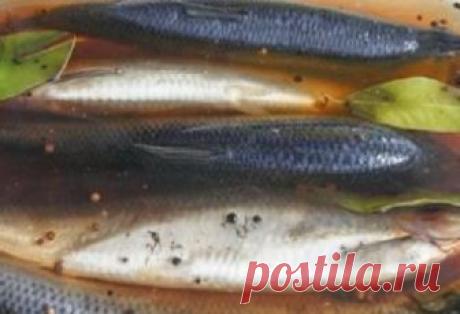 Как засолить селедку 
 А какая получается вкуснятина… Вы больше никогда не станете покупать магазинную соленую селедку!
Скажу вам более… этот рецепт великолепно подходит для засолки скумбрии и любой красной рыбы.

Продукт…