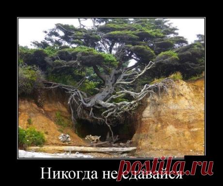 Позитив в чёрной рамке