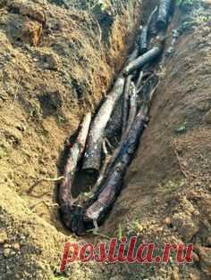 (1) Подготовка траншеи для посадки малины | сад