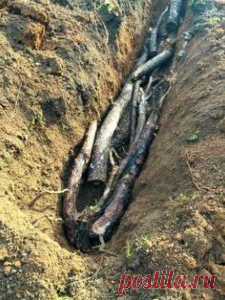 (1) Подготовка траншеи для посадки малины | сад