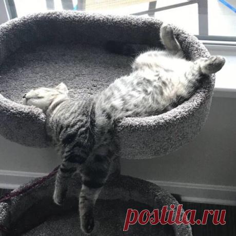 Во сне, кот переходит в жидкое состояние