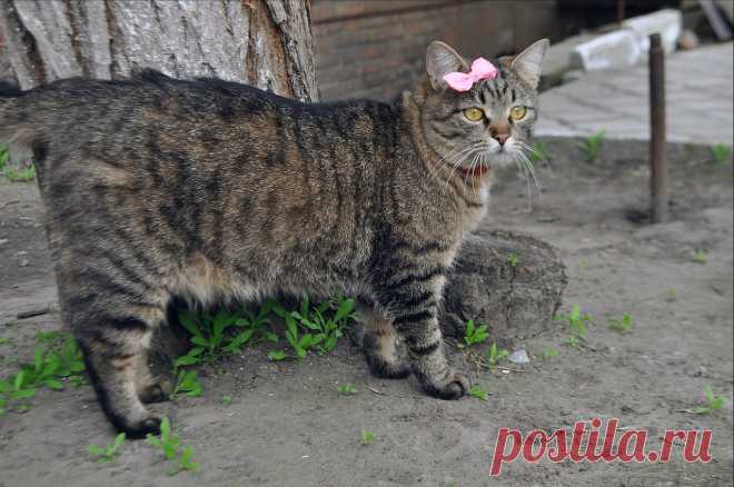 Без кота и жизнь не та