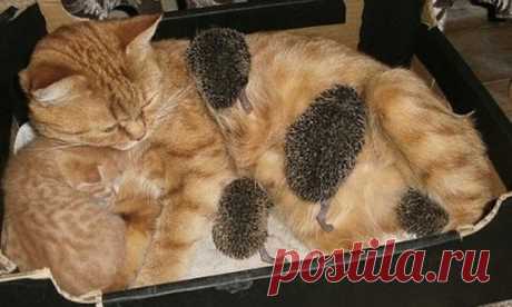 Чужих детей не бывает