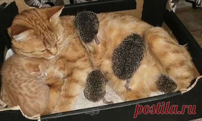 Чужих детей не бывает