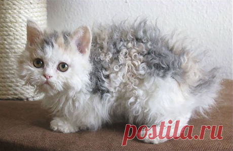 Стала известна новая порода кошки, у которой шёрстка вьётся от природы!