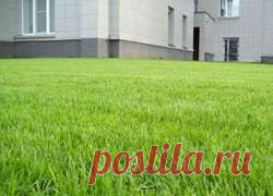 Как правильно засеять газонную траву: лучший метод
