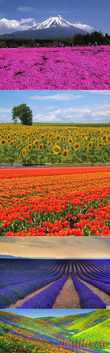Os campos floridos mais belos do mundo | Natureza - TudoPorEmail