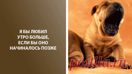 Веселые факты про утро