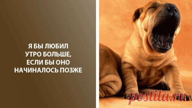 Веселые факты про утро