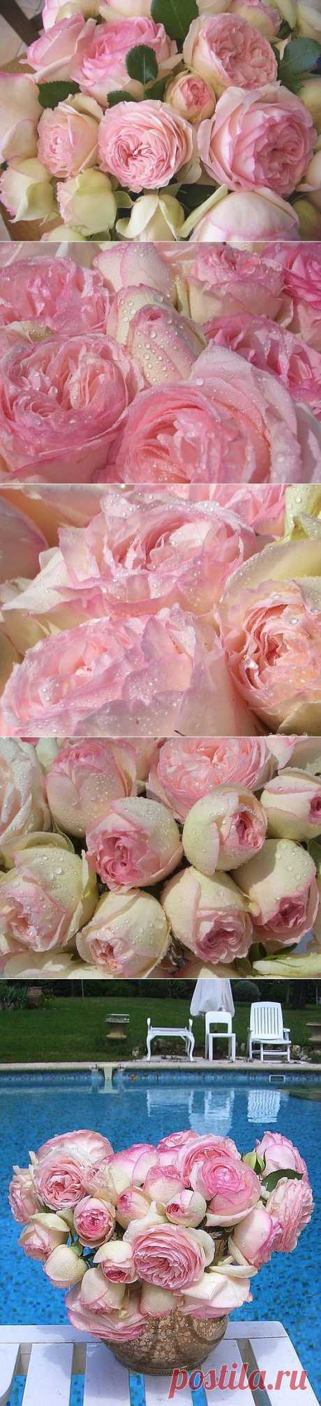 ЛЕПЕСТОК - Блог - Привет.ру - Valbonsky roses, the Pink elegy, the French bouquet, English roses - https://blogs.privet.ru/community/magic_flowers/82099258