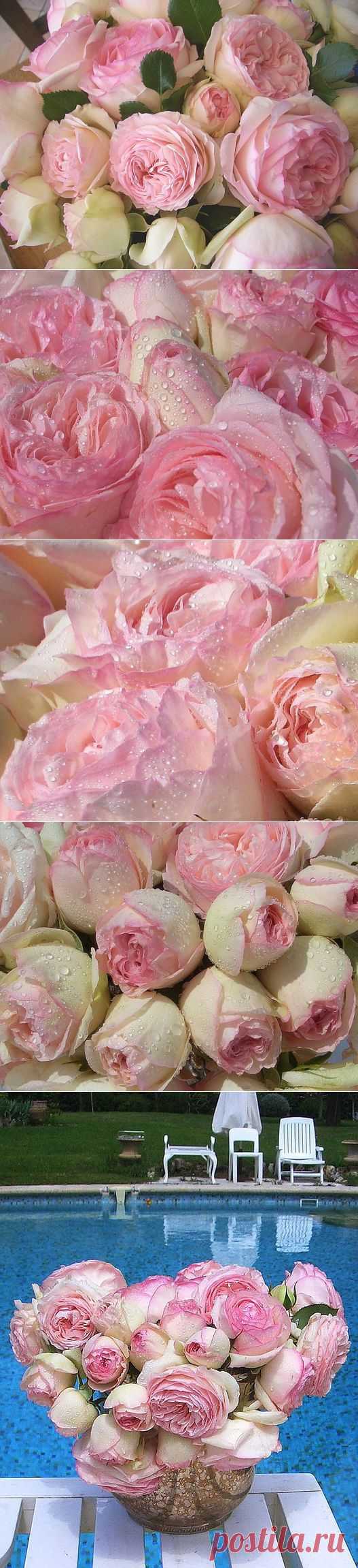 ЛЕПЕСТОК - Блог - Привет.ру - Valbonsky roses, the Pink elegy, the French bouquet, English roses - http://blogs.privet.ru/community/magic_flowers/82099258