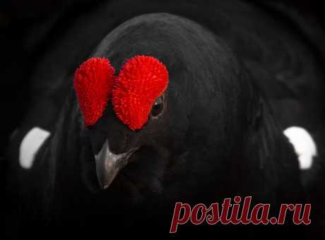 Тетерев — National Geographic Россия