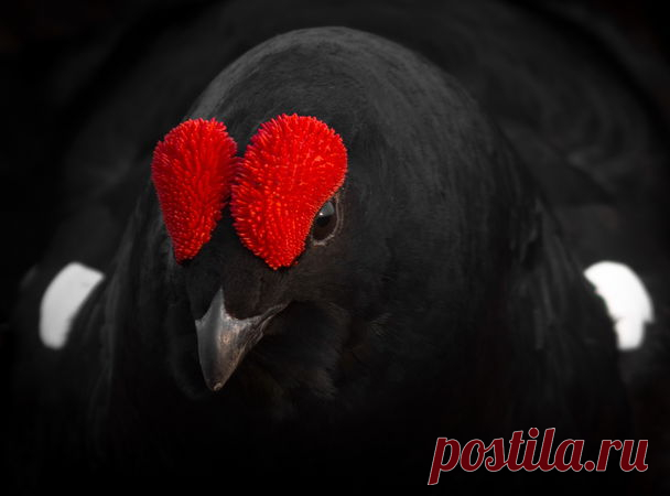 Тетерев — National Geographic Россия