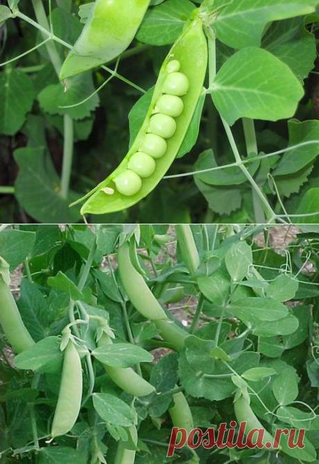 Посадка, уход за горохом, борьба с вредителями. Сорта гороха.