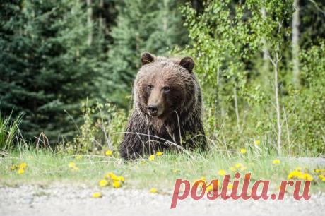 Медведь отдохнул в детском бассейне: женщина сняла на видео незваного гостя