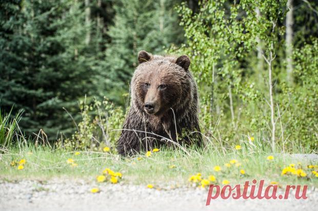 Медведь отдохнул в детском бассейне: женщина сняла на видео незваного гостя