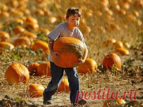 12 принципов пермакультуры / Органическое земледелие, пермакультура…