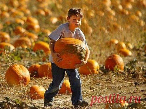 12 принципов пермакультуры / Органическое земледелие, пермакультура…