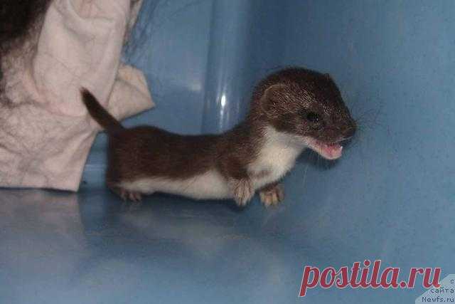 На пустыре мужчина нашёл маленький комочек шерсти… Он даже не догадывался, кого он спас!