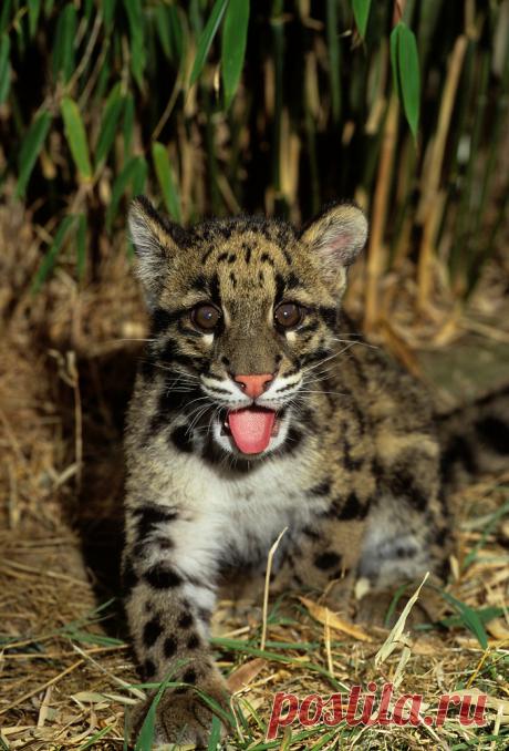 MCL022.jpg | Терри Уиттакер Фотография