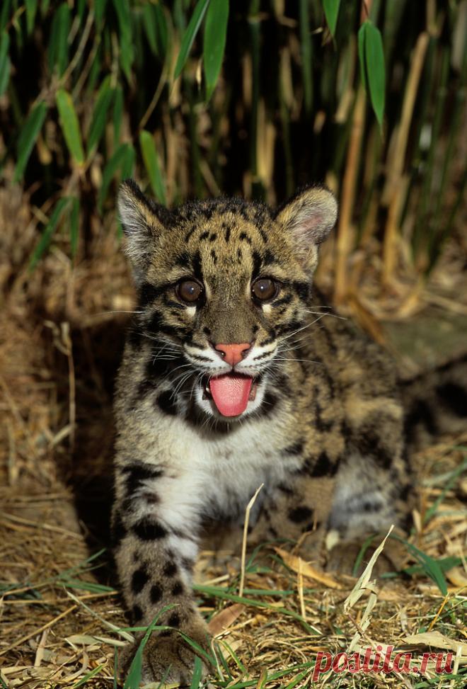 MCL022.jpg | Терри Уиттакер Фотография