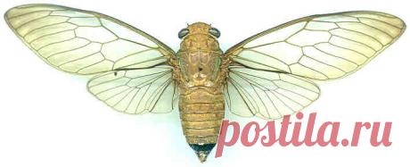 cicada - Пошук Google