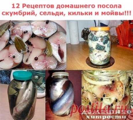 ПОЛЕЗНЫЕ СОВЕТЫ :
 СОВЕТ 1 : Редко встречаешь такие рецепты. 12 Рецептов домашнего посола скумбрий, сельди, кильки и мойвы!!!
 ================================== Пальчики оближешь • Лучшие рецепты! C нами ты научишься готовить ВКУСНО!
Соленая скумбрия по рецепту «Старого моряка»
Ингредиенты и приготовление:
Как только рыба чуть подтаяла, помыла ее, отрезала голову, хвост, плавники, сняла кожицу, тщательно выпотрошила, разделала на 2 филе вдоль позвоночника, удалив позвоноч...